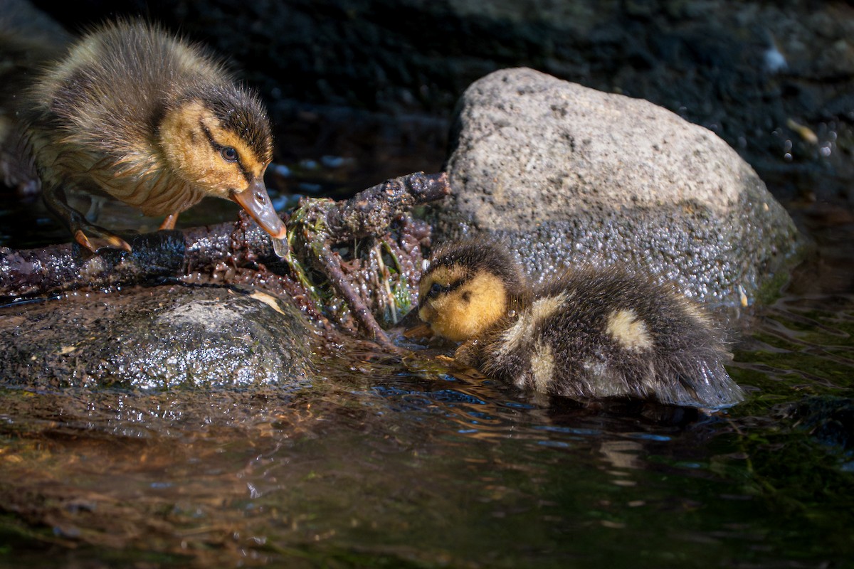 Mallard - ML636859823