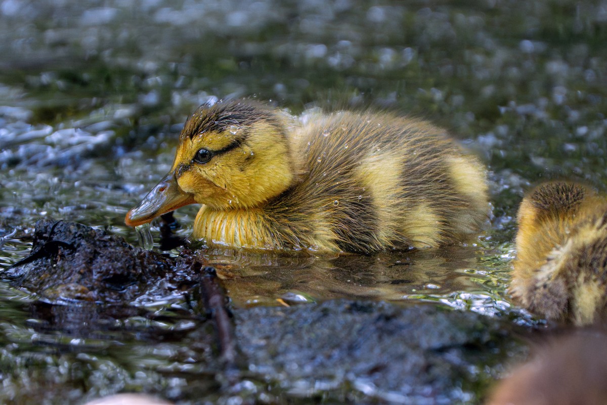 Mallard - ML636859844