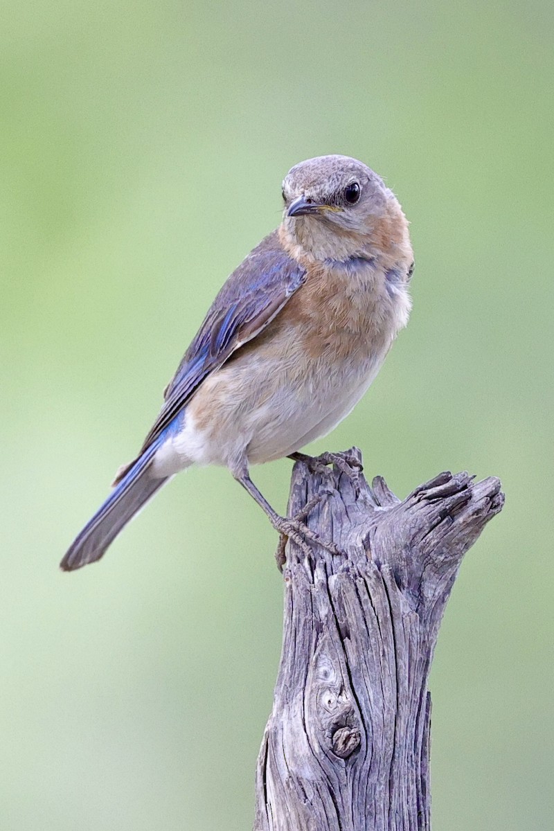 Eastern Bluebird - ML636859846