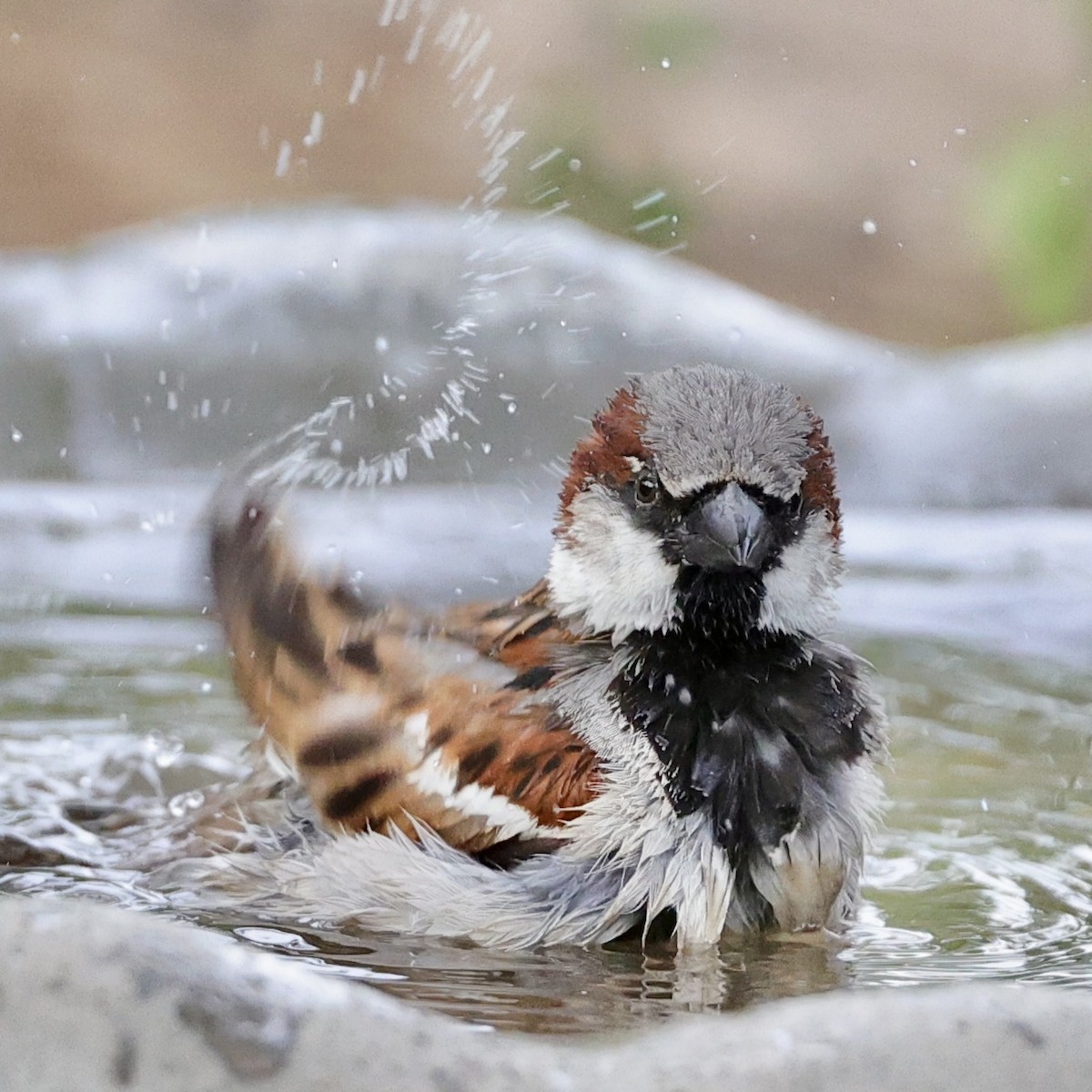 House Sparrow - ML636859868