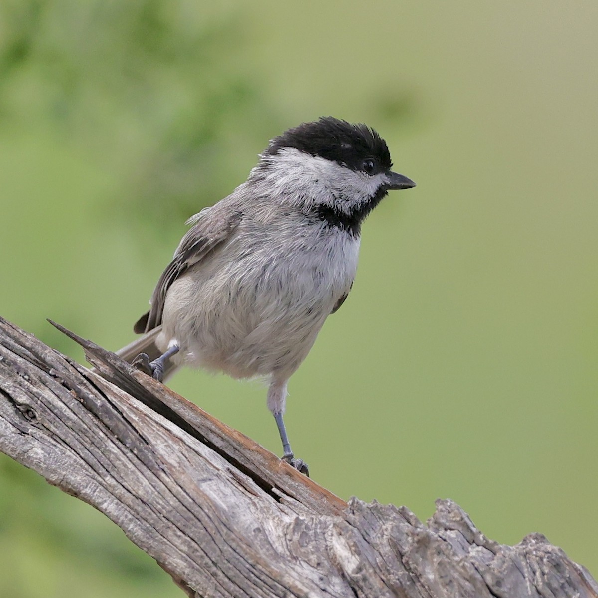 Carolina Chickadee - ML636859883