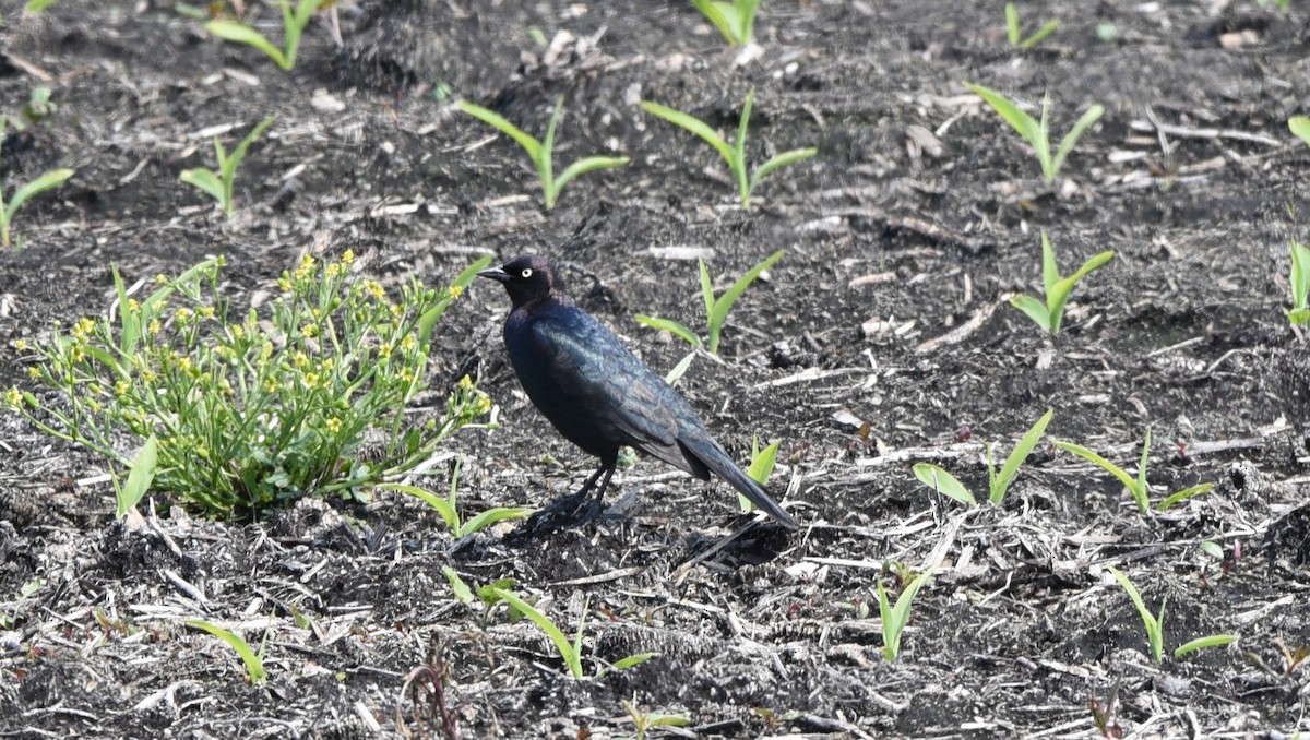 Brewer's Blackbird - ML636859912