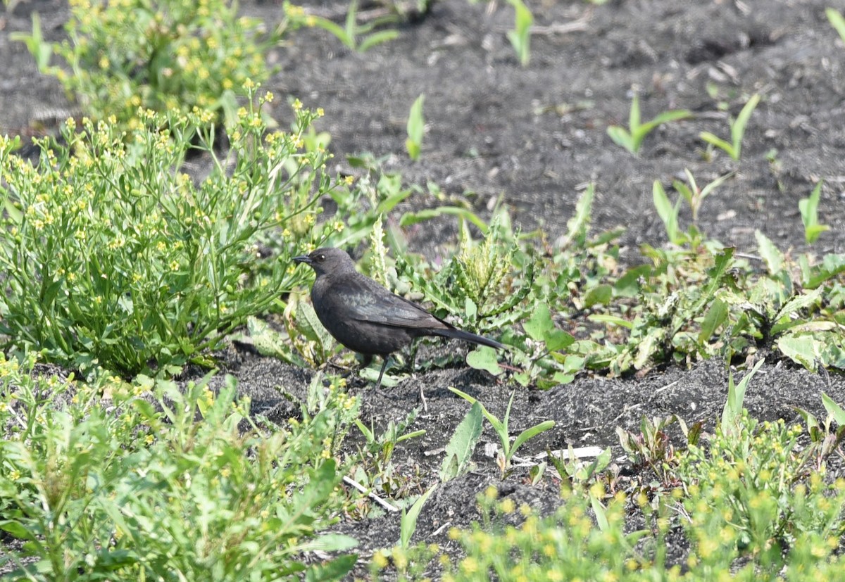 Brewer's Blackbird - ML636859913