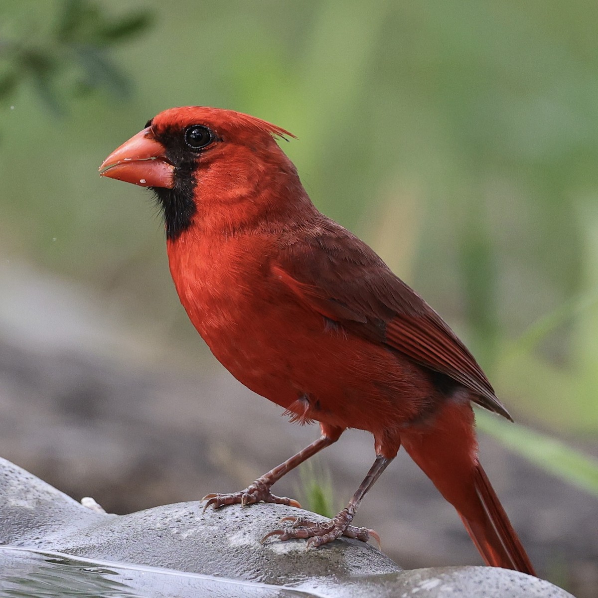 Northern Cardinal - ML636859973