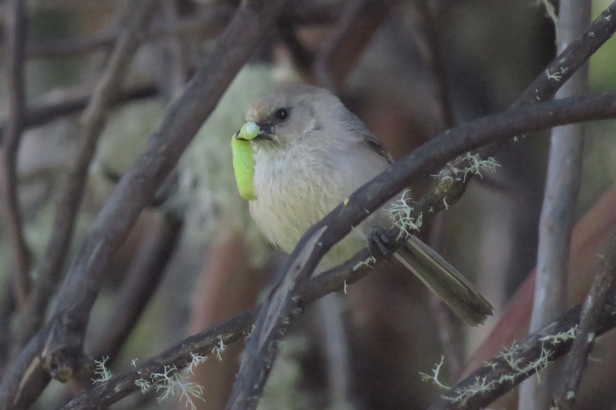 Bushtit (Pacific) - ML636860061