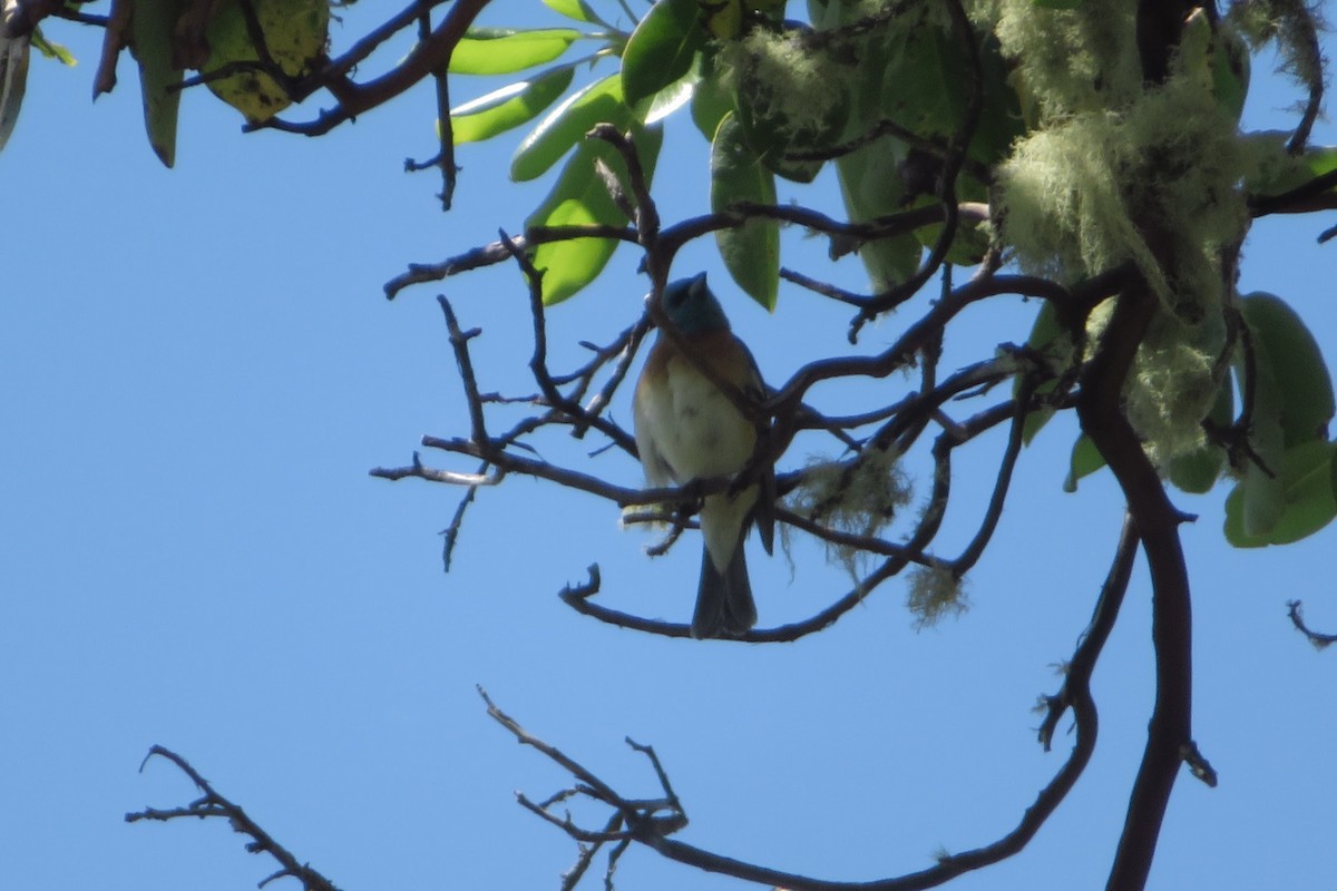 Lazuli Bunting - ML636860076