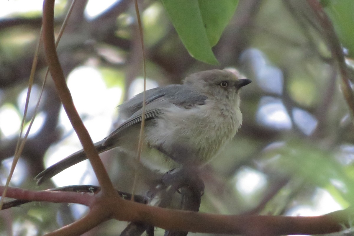 Bushtit (Pacific) - ML636860081