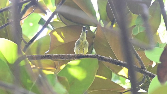 Mésange gracieuse - ML636860086