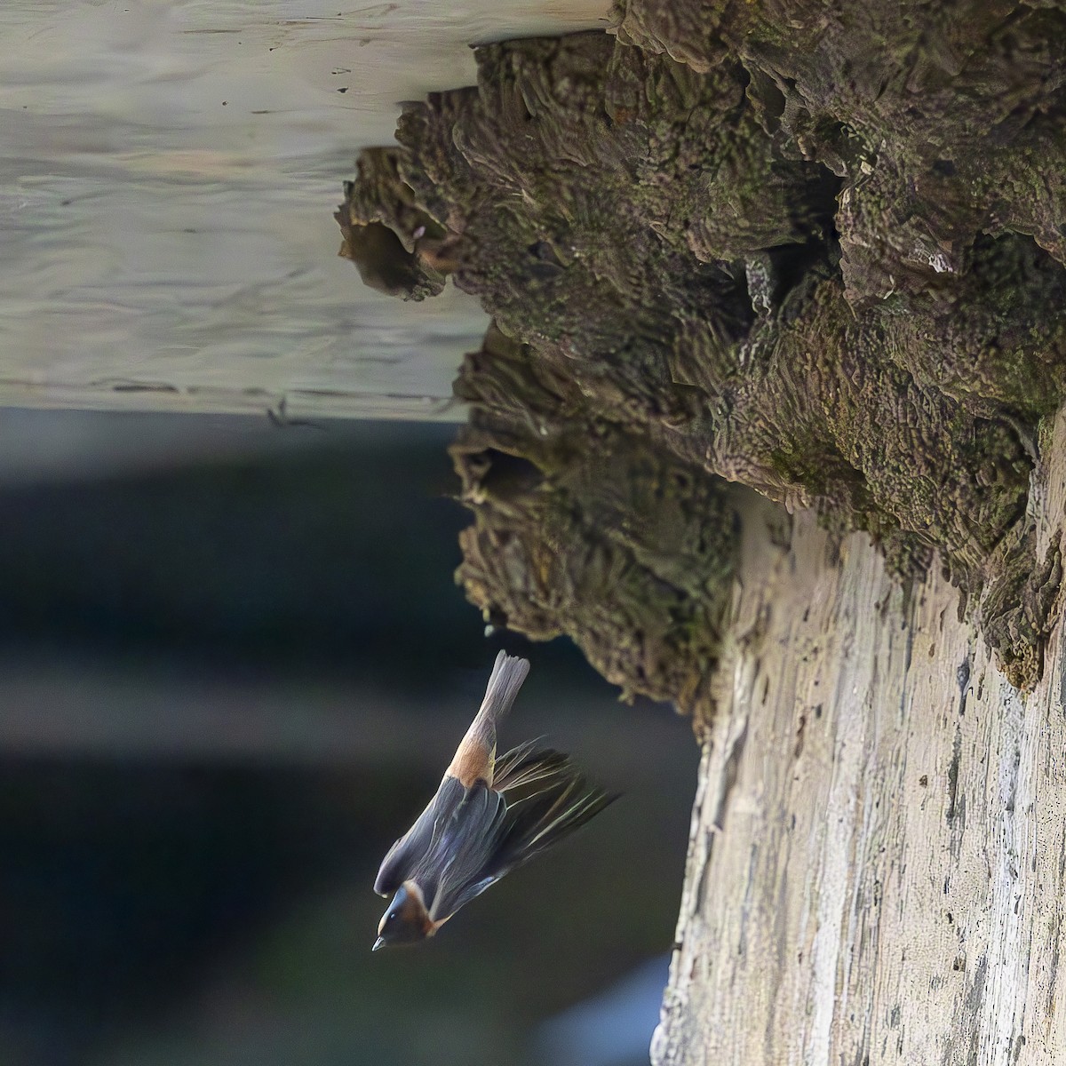Cliff Swallow - ML636860116