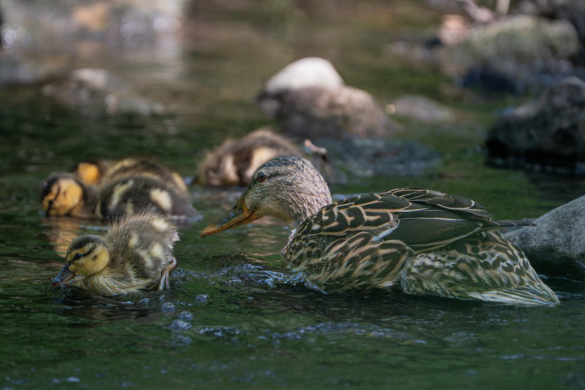 Mallard - ML636860165