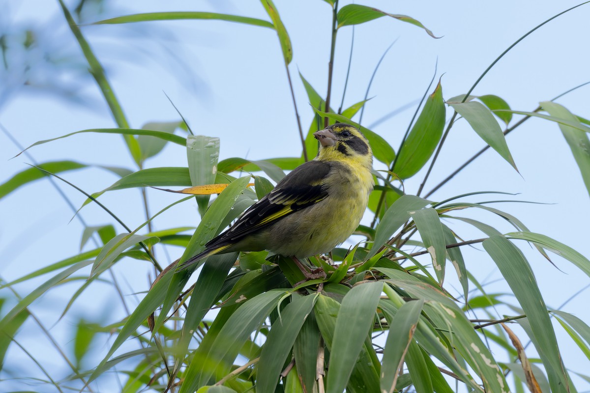 Yellow-breasted Greenfinch - ML636860280