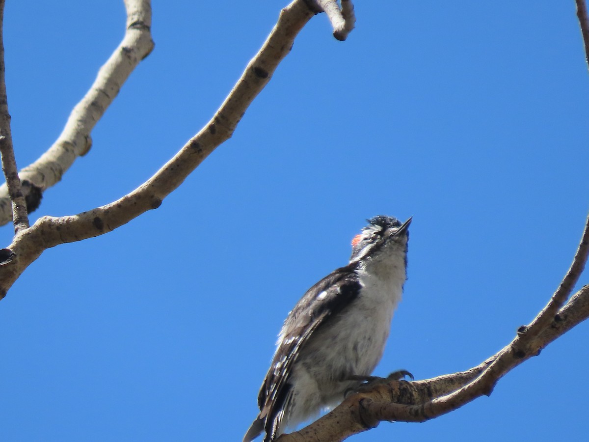 Dunenspecht (leucurus/glacialis) - ML636860289