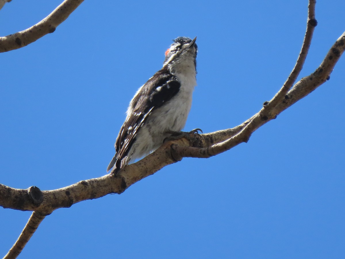 Dunenspecht (leucurus/glacialis) - ML636860336