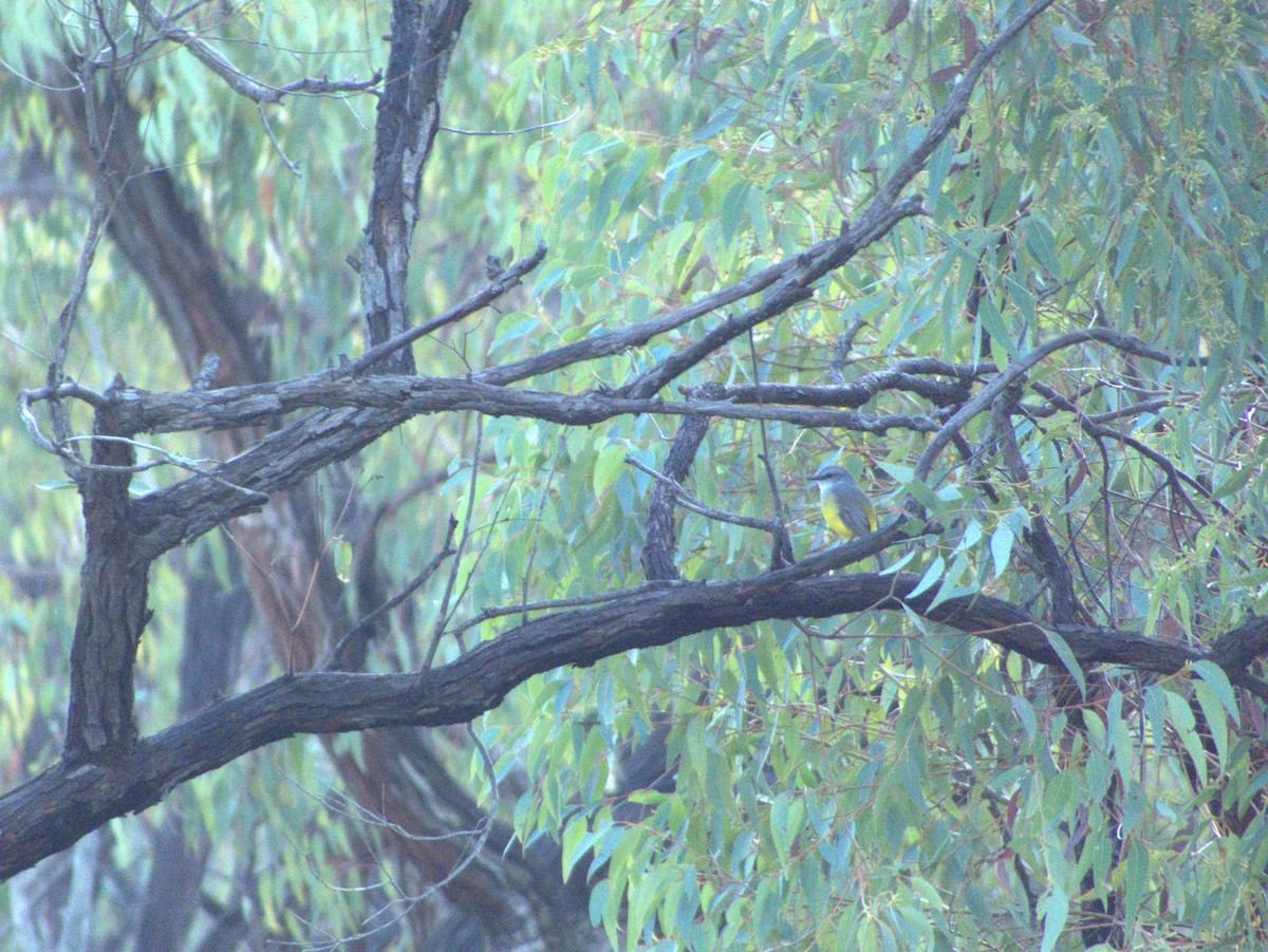 Western Yellow Robin - ML636860349