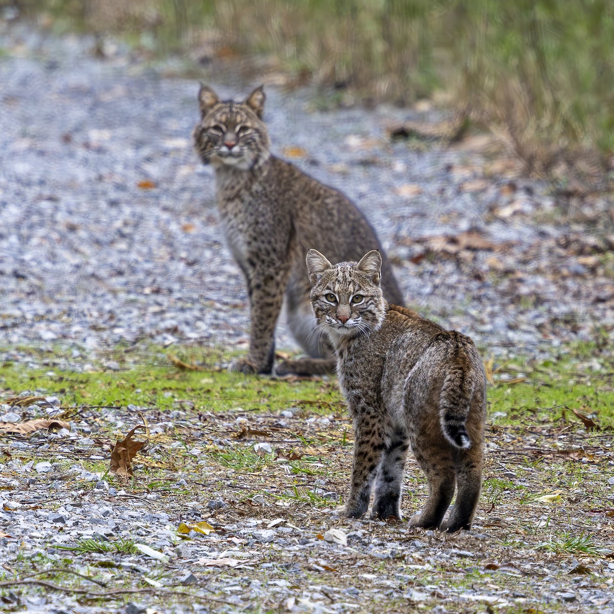 Bobcat - ML636860423