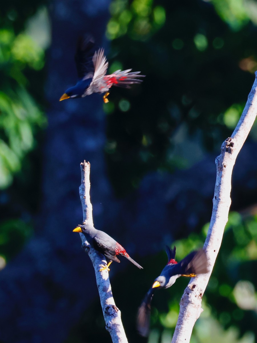 Finch-billed Myna - ML636860468