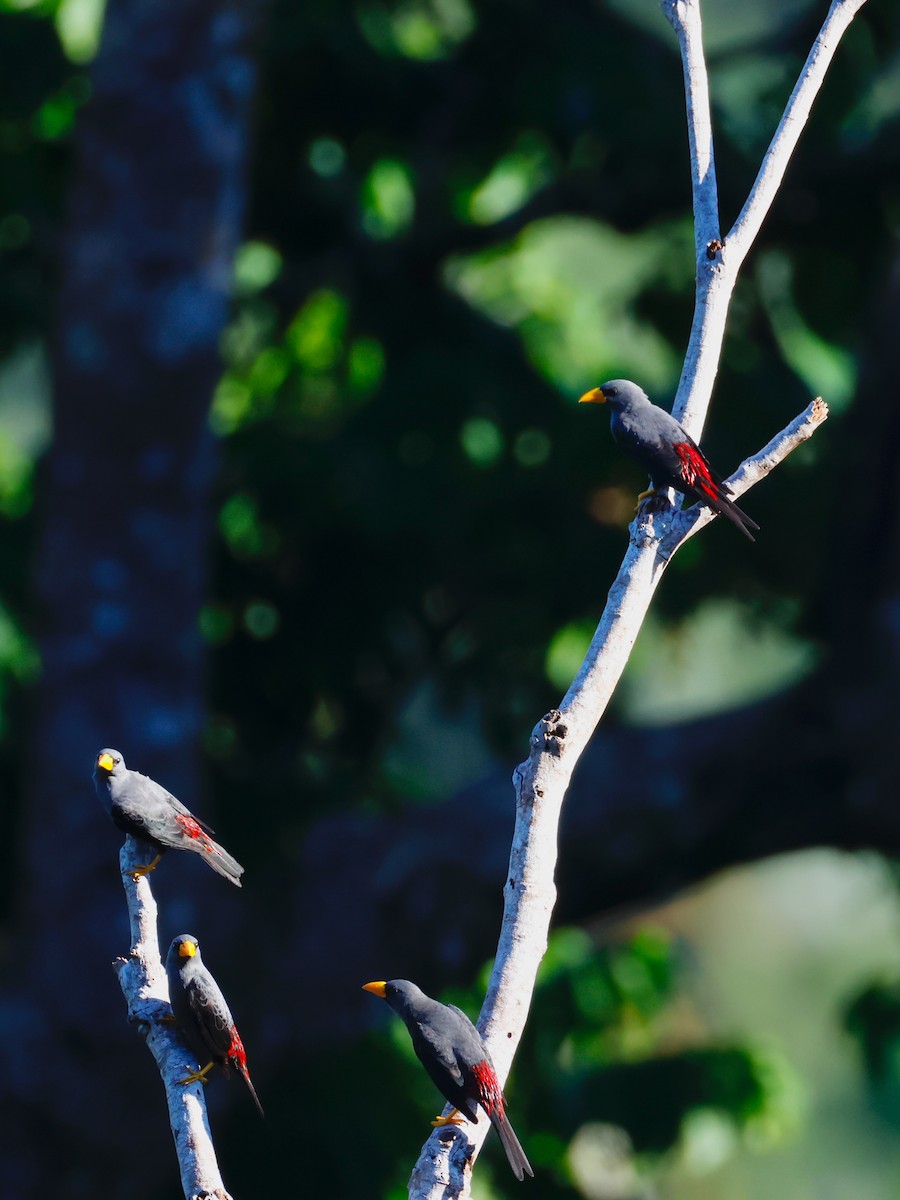 Finch-billed Myna - ML636860469