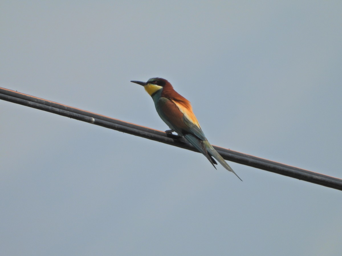 European Bee-eater - ML636860475