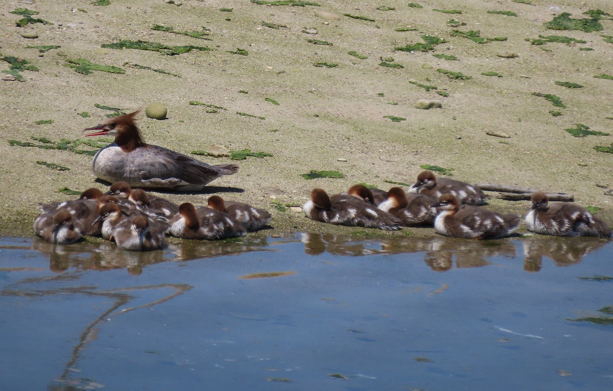 Common Merganser - ML636860480
