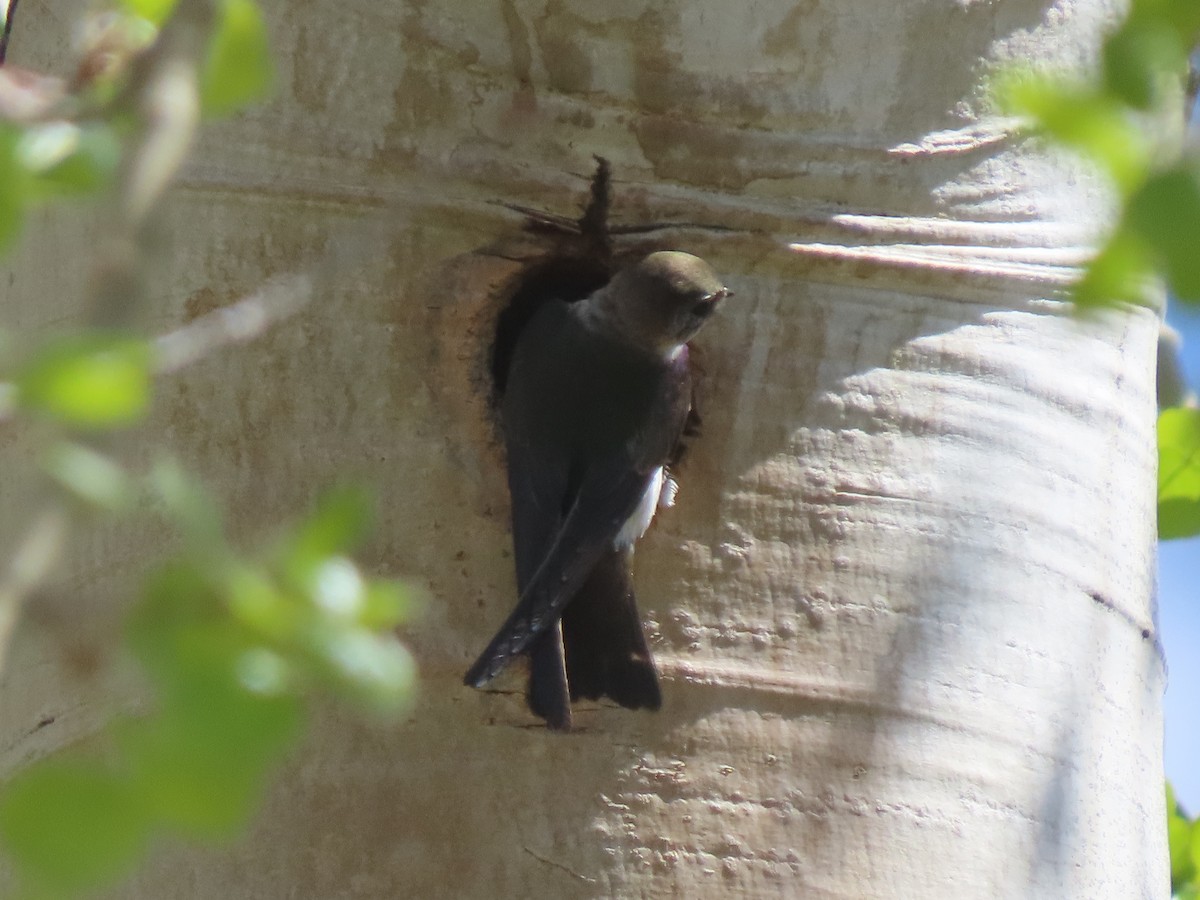 Veilchenschwalbe - ML636860516