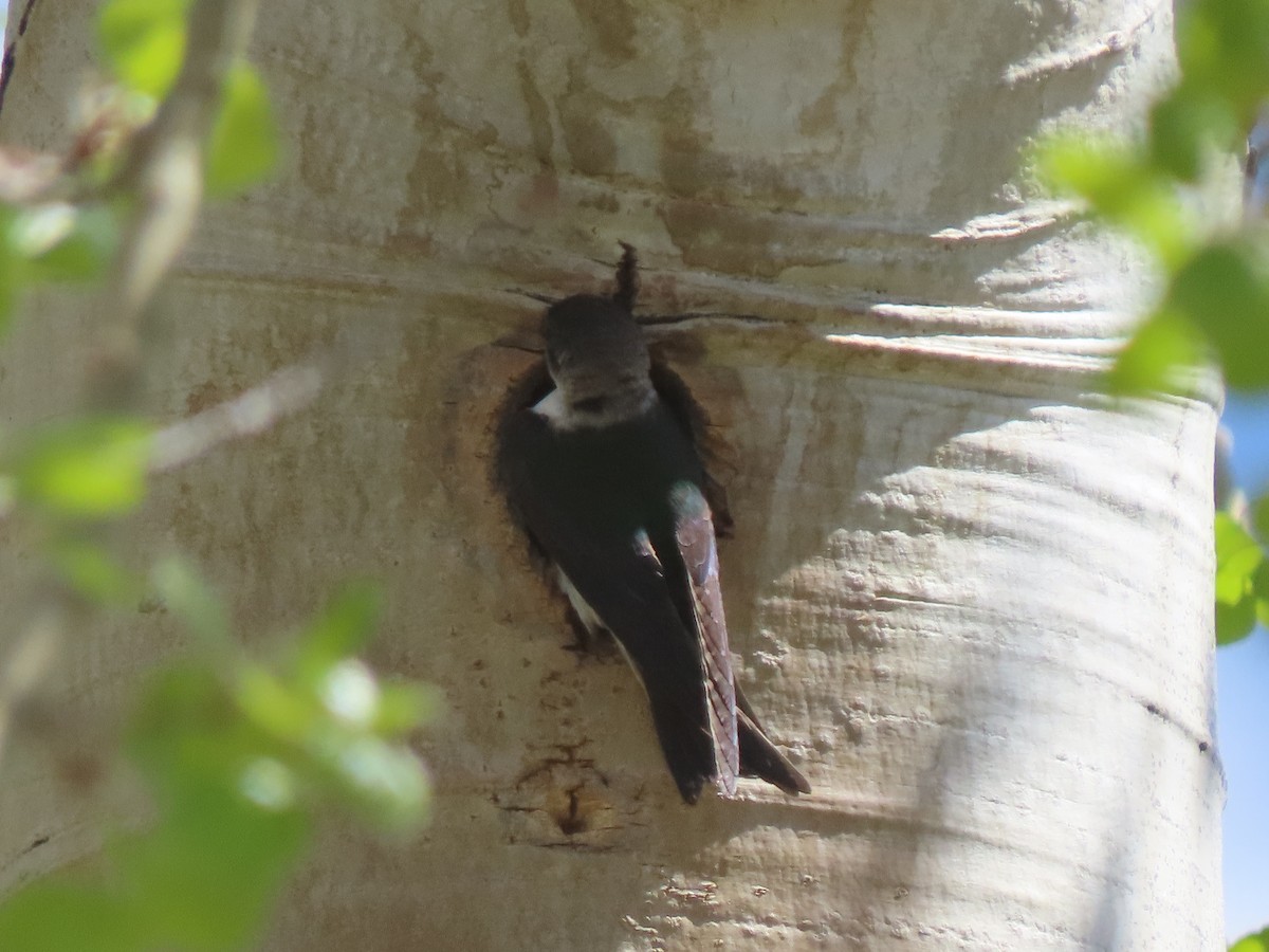 Veilchenschwalbe - ML636860517