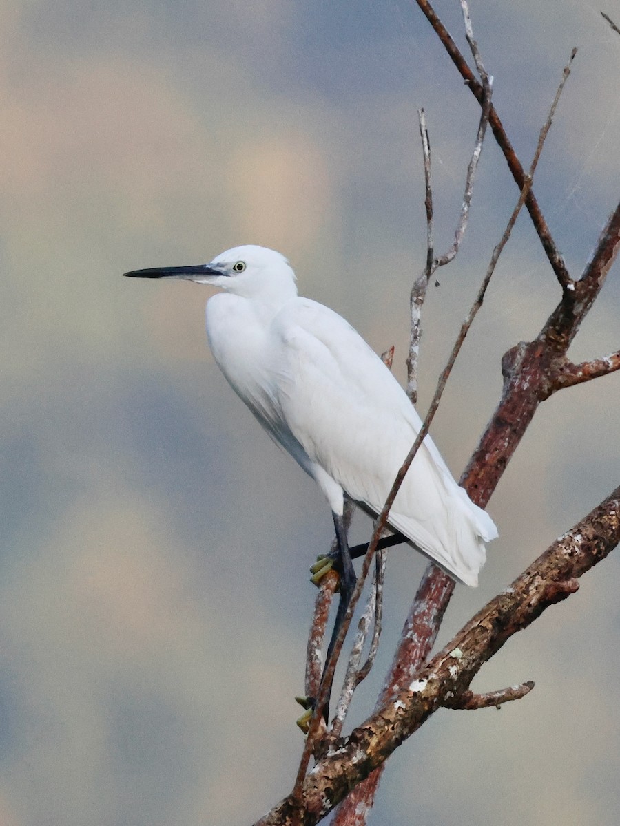 Aigrette garzette (immaculata) - ML636860563