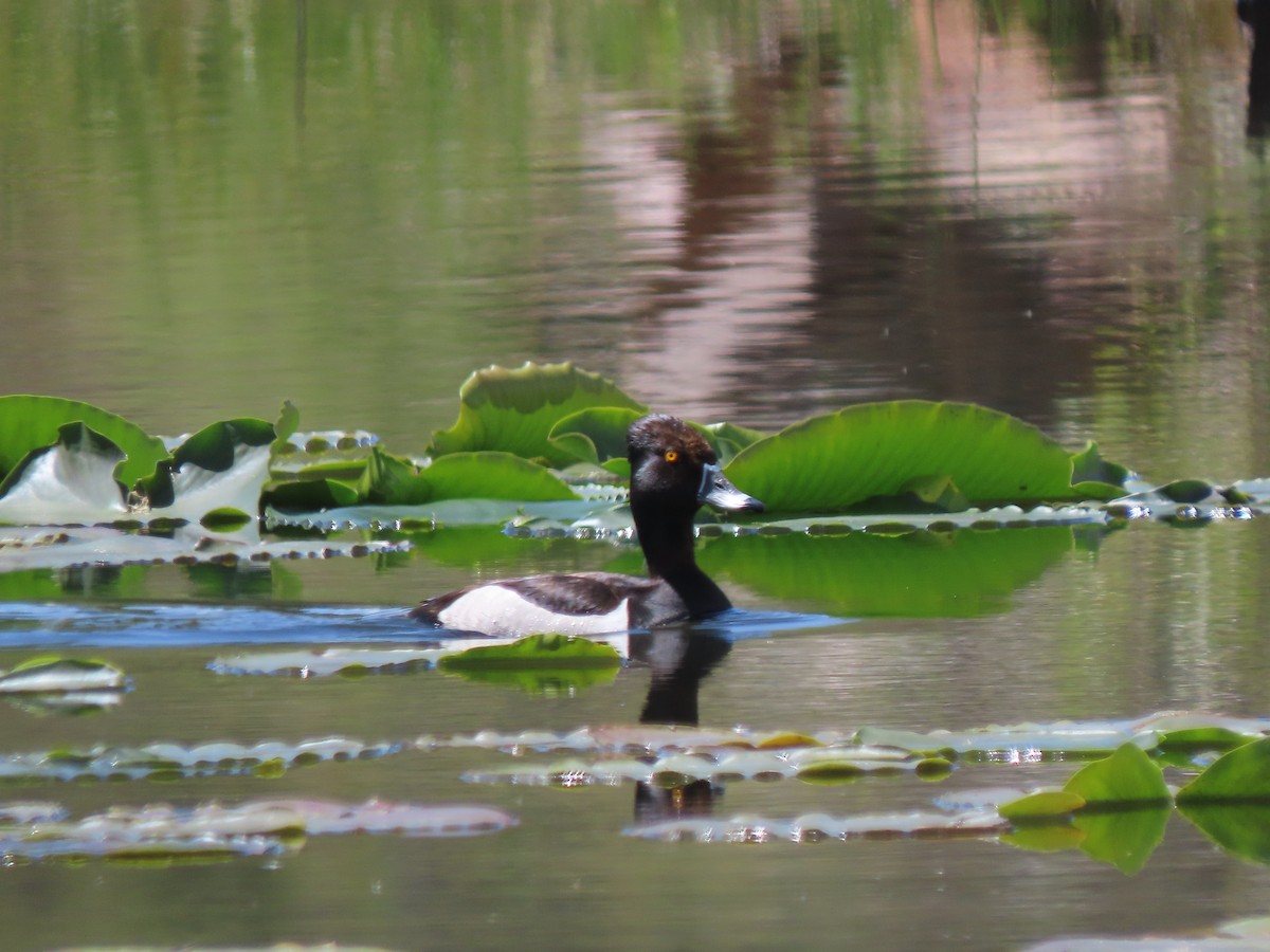 Ringschnabelente - ML636860587