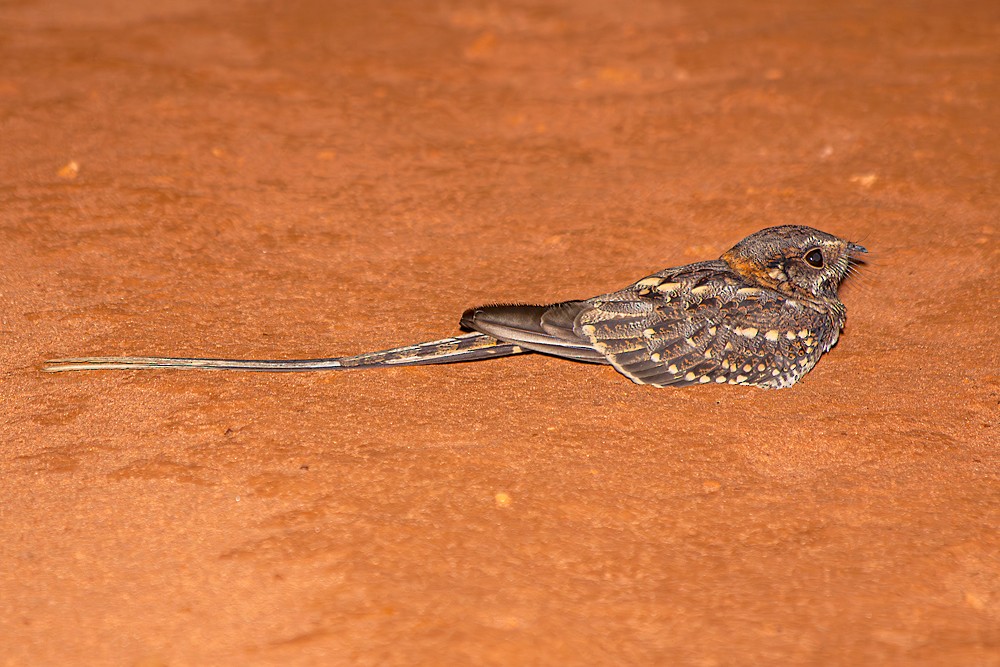 Scissor-tailed Nightjar - ML636860619