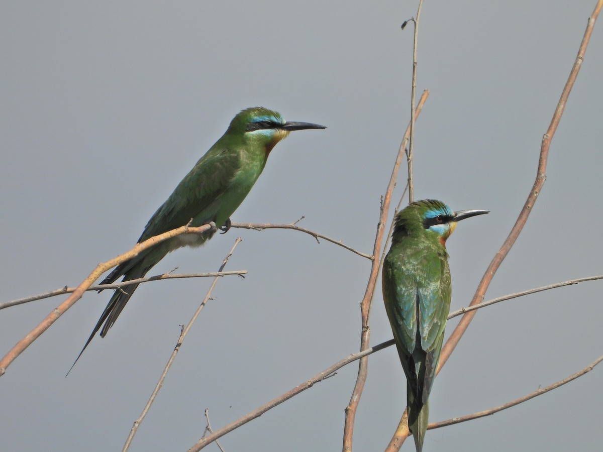 Blue-cheeked Bee-eater - ML636860648