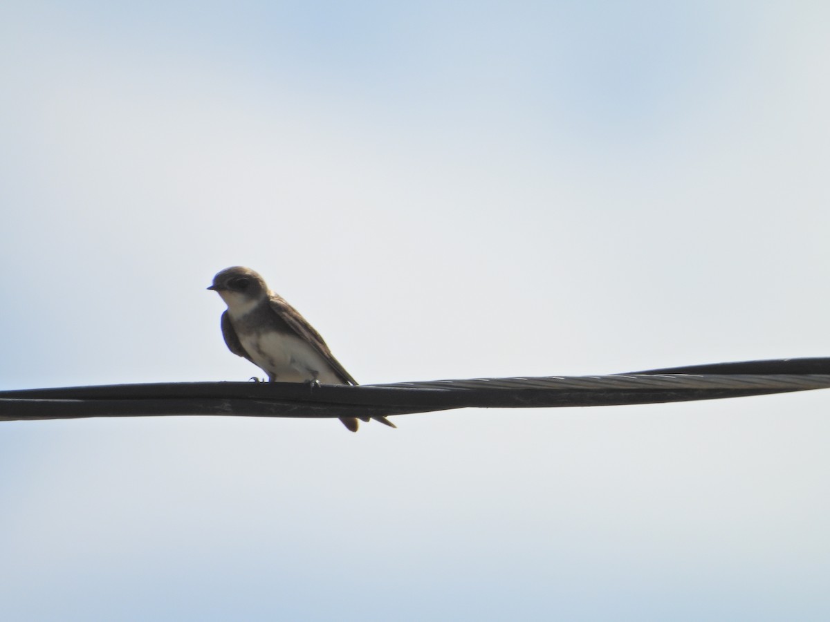 Bank Swallow - ML636860764