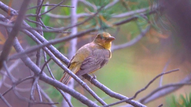 Summer Tanager - ML636860774