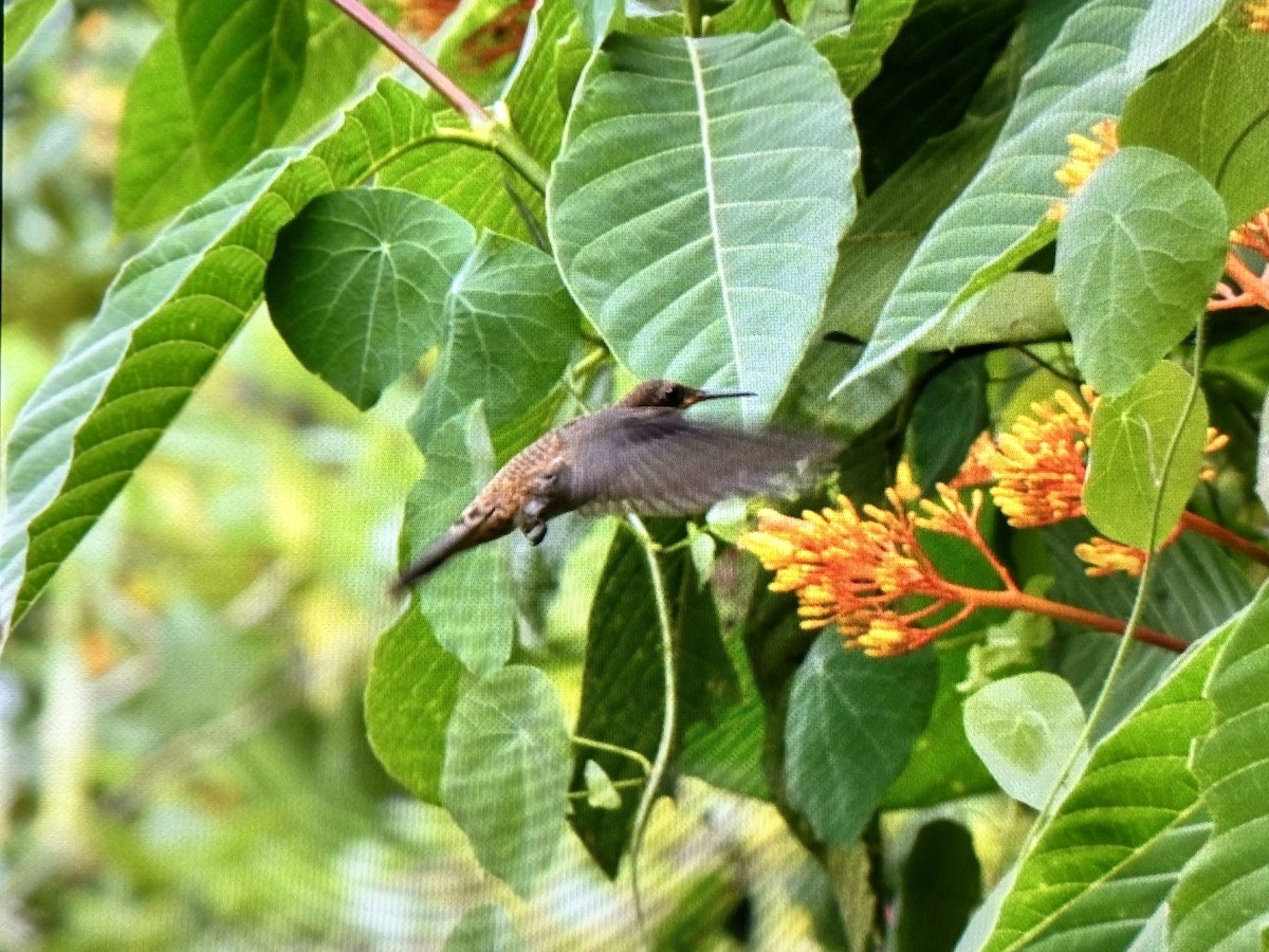 Brown Violetear - ML636860796