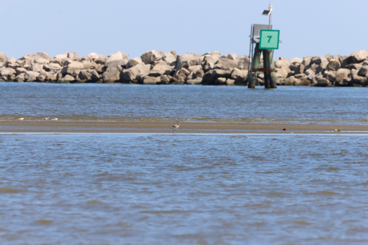 Black-bellied Plover - ML636860839