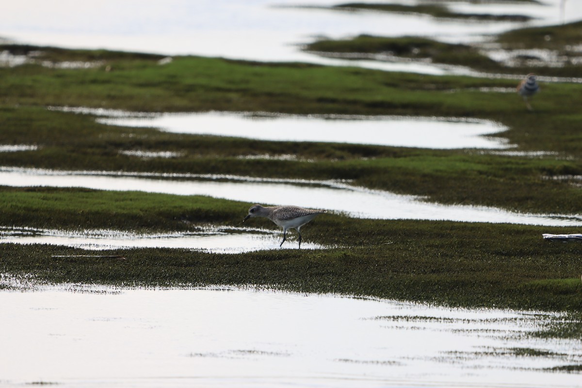 Black-bellied Plover - ML636860842