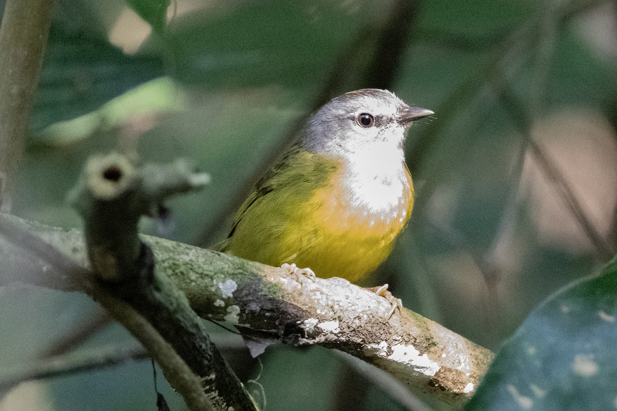 White-lored Warbler - ML636860875