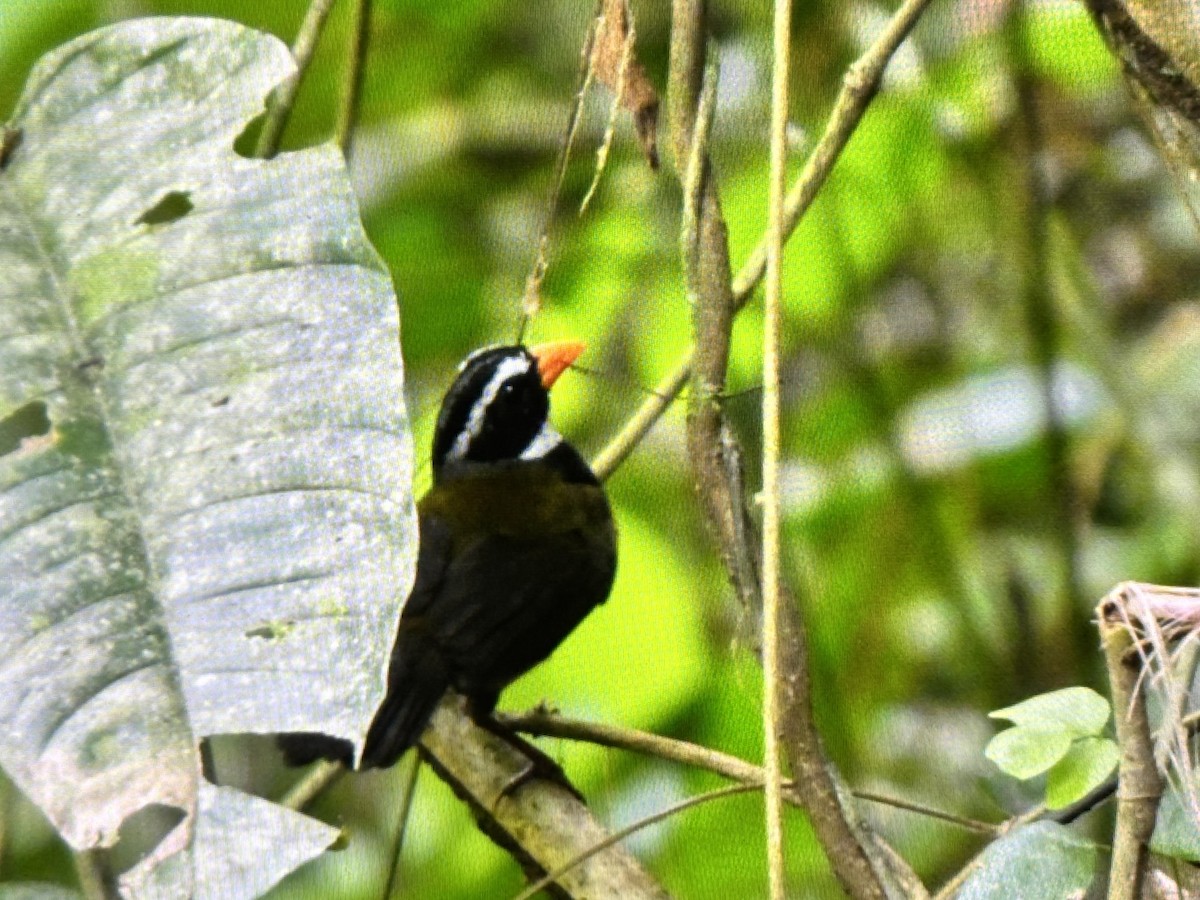 Orange-billed Sparrow - ML636860896