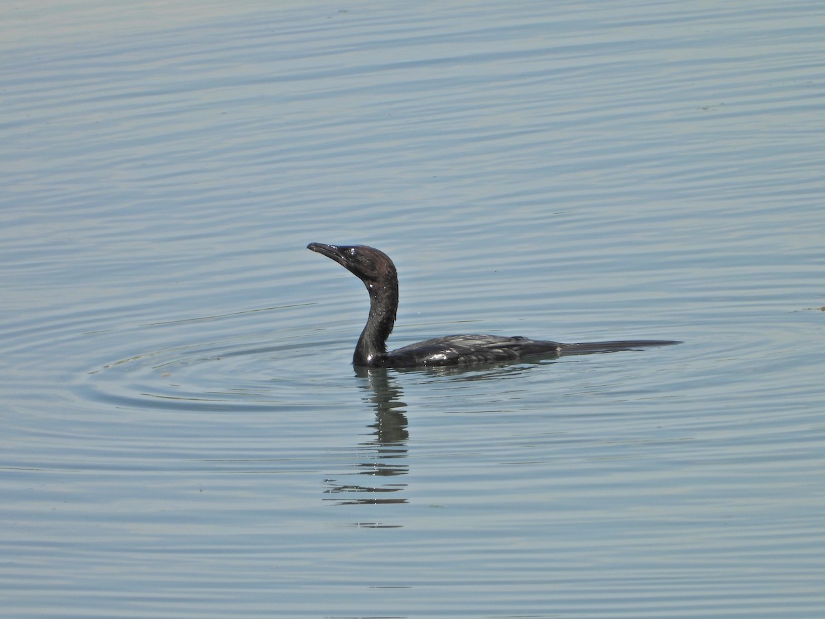 Pygmy Cormorant - ML636860906