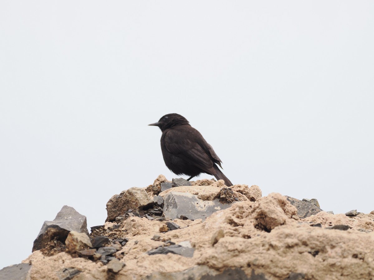 Rüppell's Chat - ML636860979
