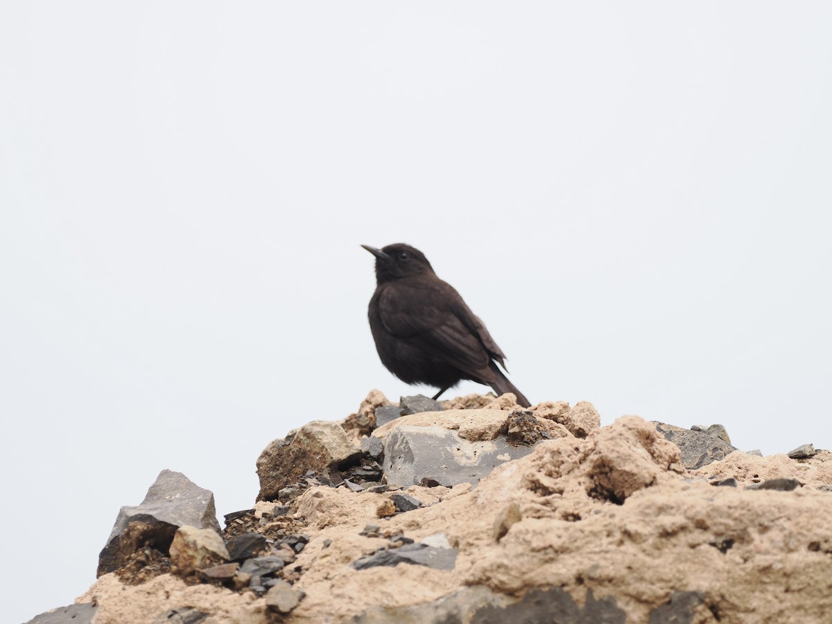 Rüppell's Chat - ML636860980