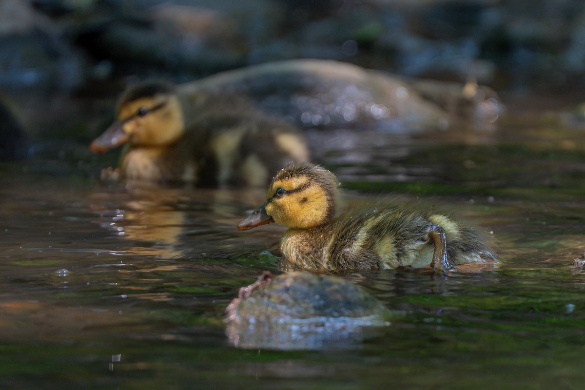 Mallard - ML636861110