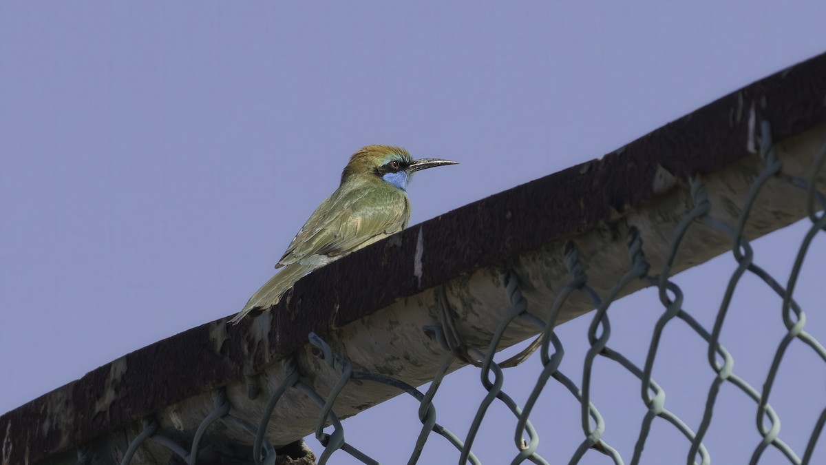 Arabian Green Bee-eater - ML636861173