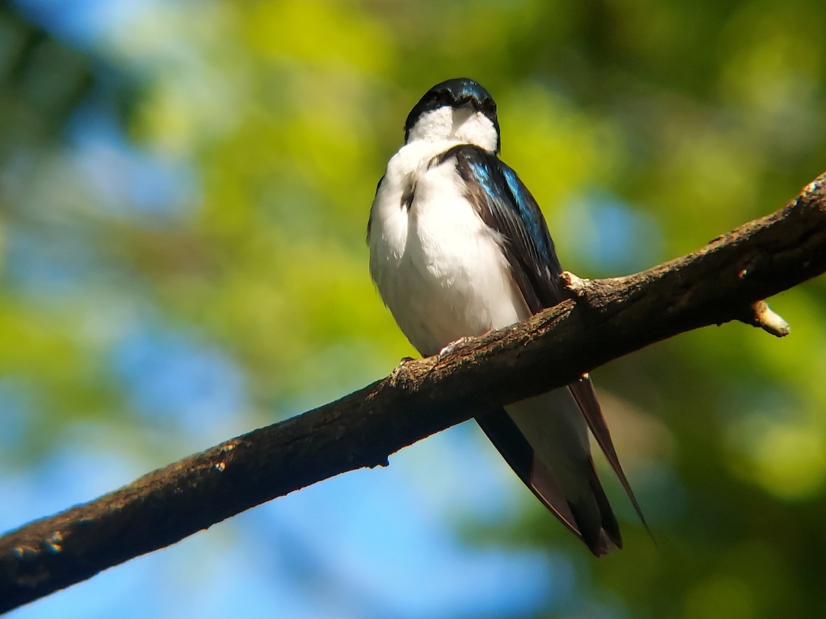 Tree Swallow - ML636861189