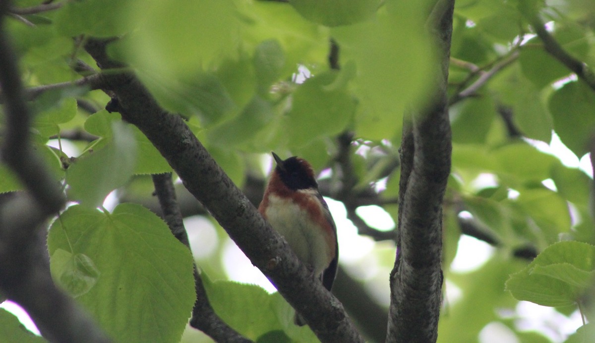 Bay-breasted Warbler - ML636861287