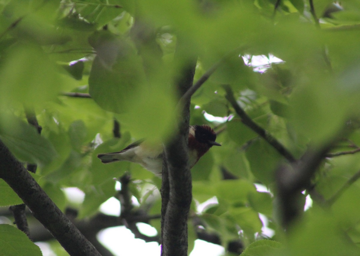 Bay-breasted Warbler - ML636861289
