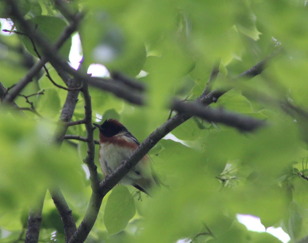 Bay-breasted Warbler - ML636861291