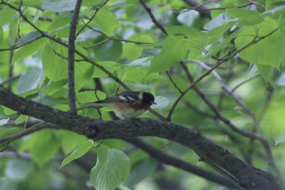 Bay-breasted Warbler - ML636861294