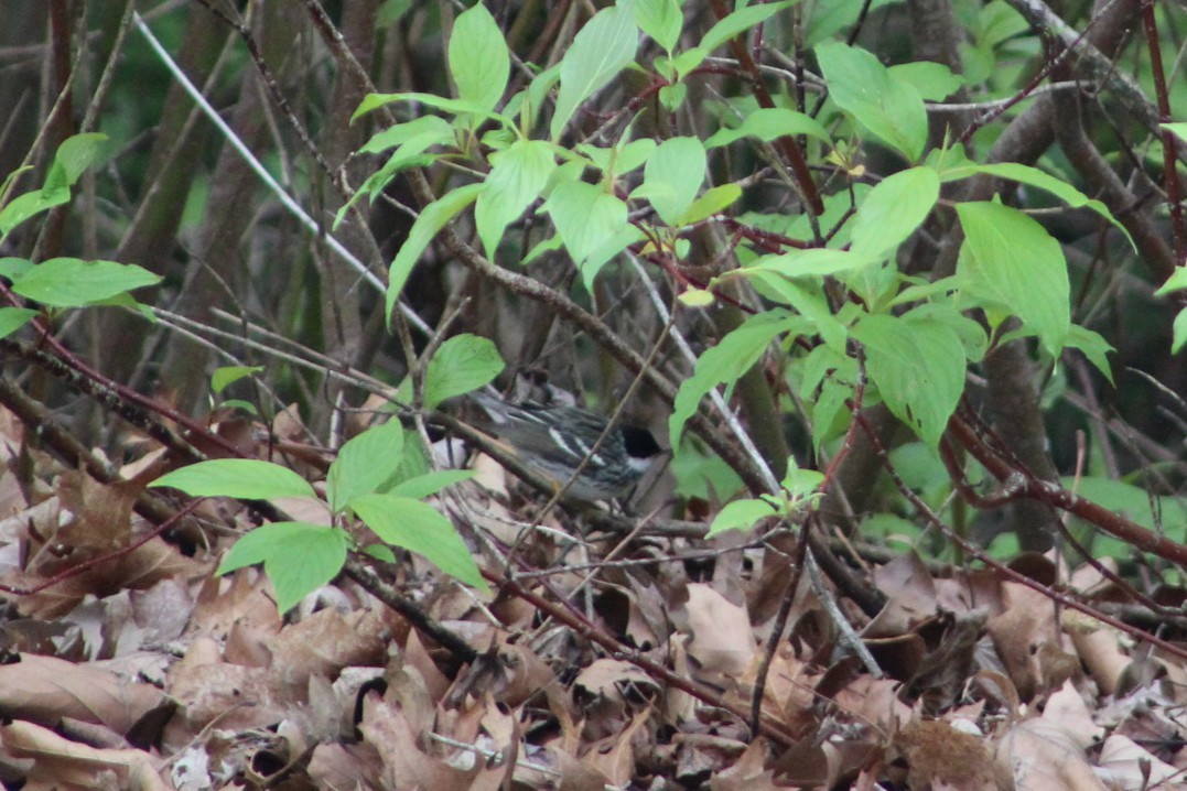 Blackpoll Warbler - ML636861298