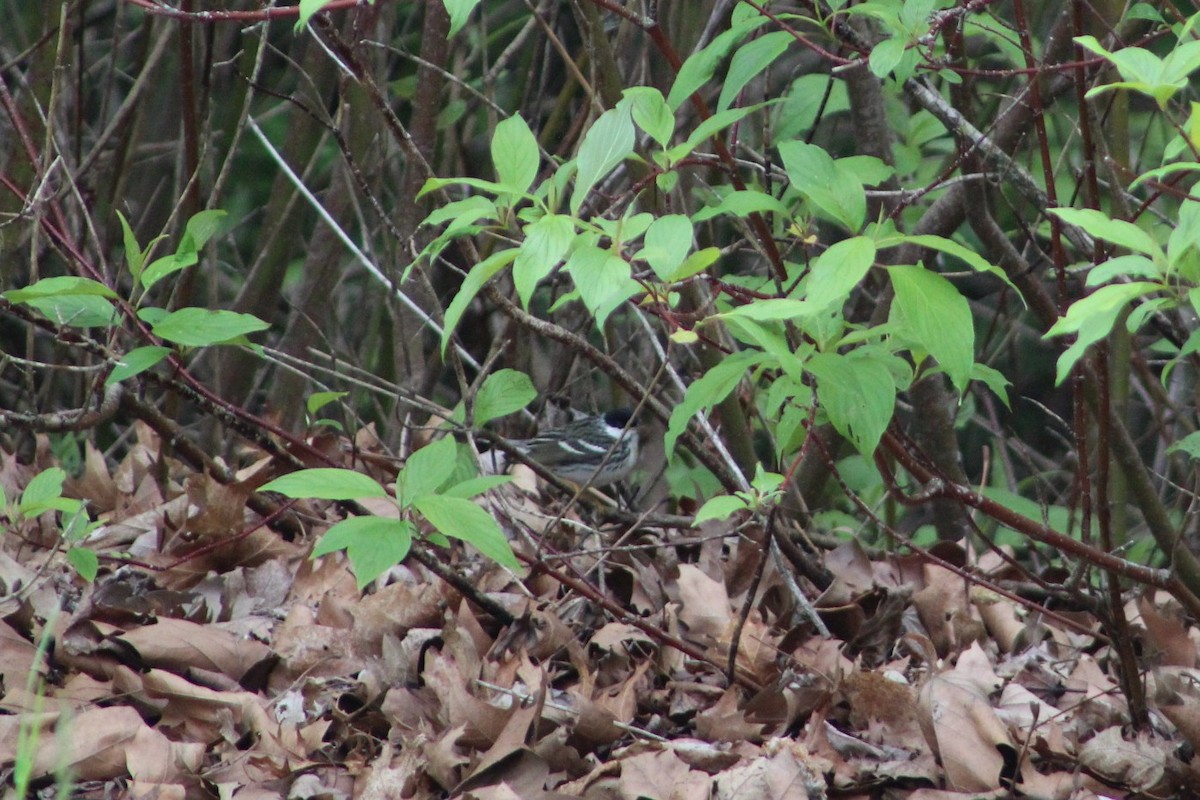 Blackpoll Warbler - ML636861305
