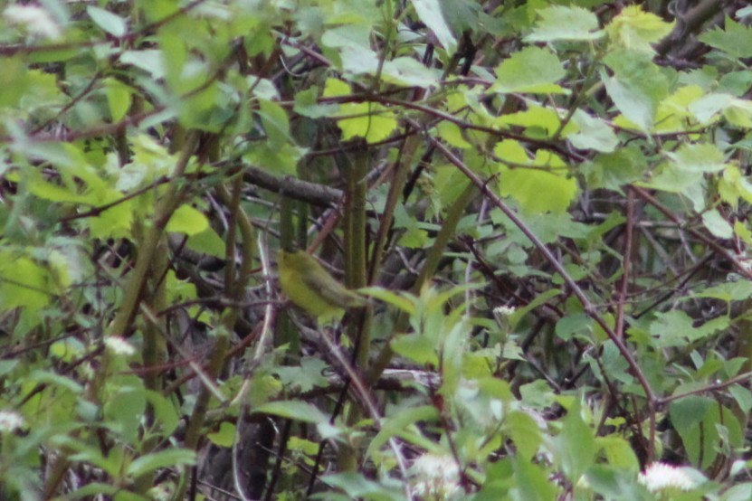 Wilson's Warbler - ML636861306