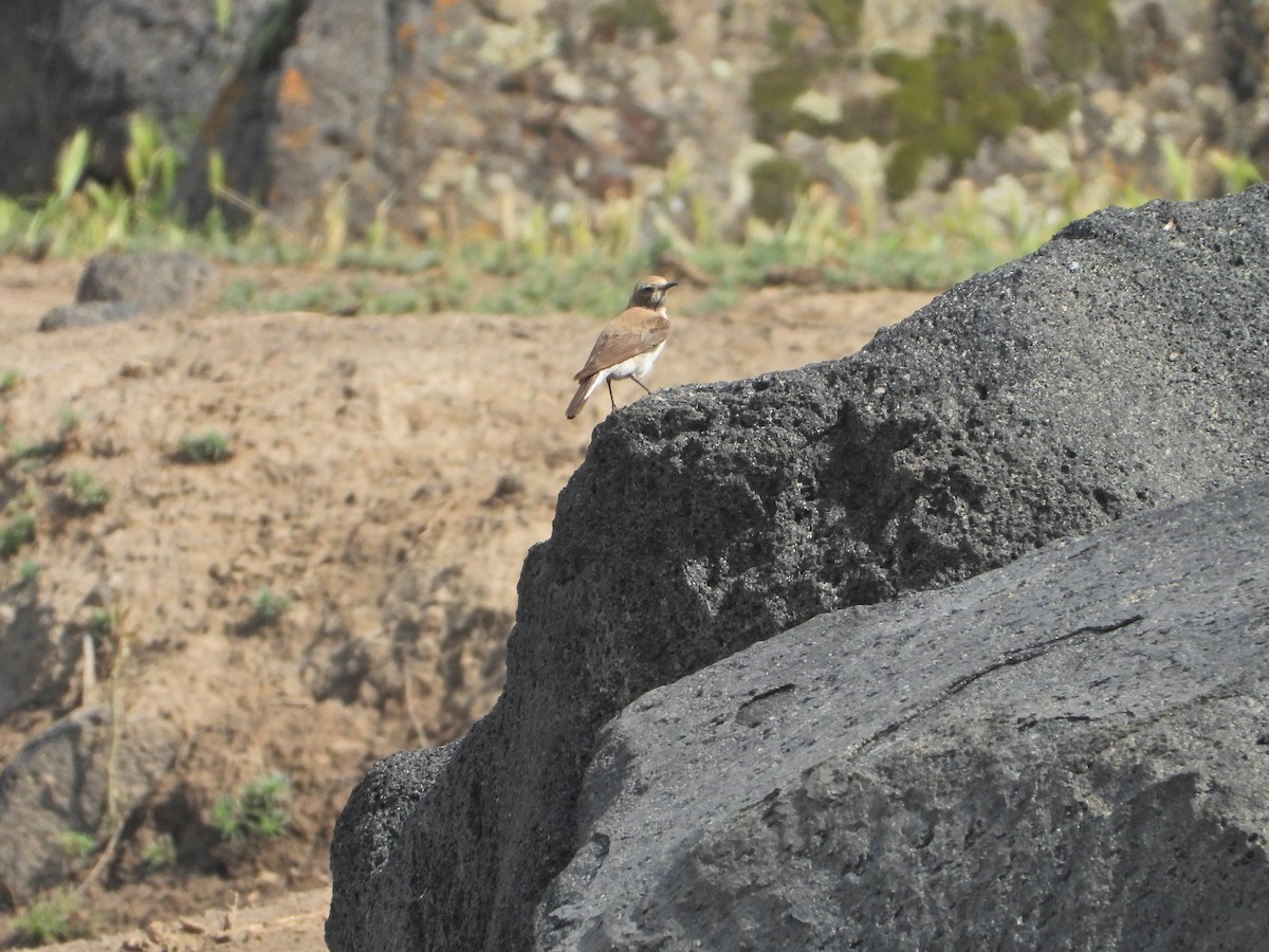 Isabelline Wheatear - ML636861308